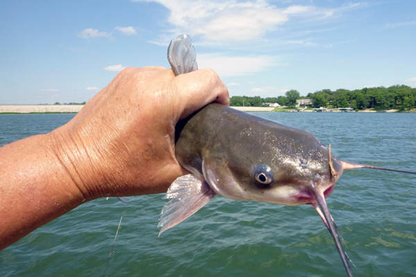 Fishing | Catfish | Blue Sky at Cedar Creek Lake